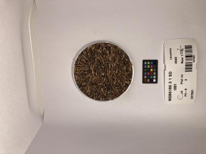 SEED